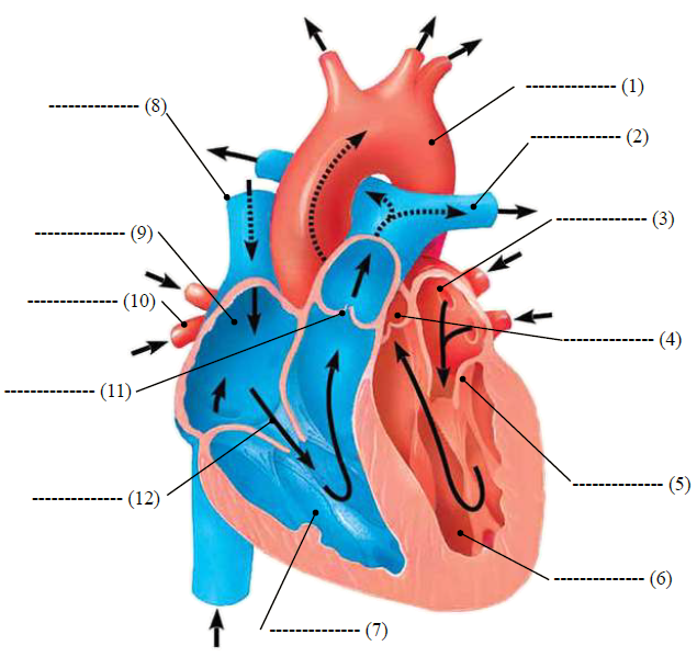 أجزاء القلب